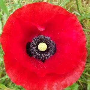 Photographie n°238606 du taxon Papaver rhoeas L. [1753]