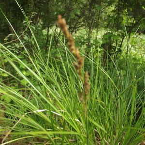 Photographie n°238609 du taxon Carex paniculata L. [1755]