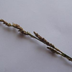 Photographie n°238610 du taxon Carex paniculata L. [1755]