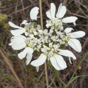 Photographie n°238613 du taxon Orlaya grandiflora (L.) Hoffm.