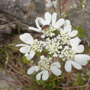 Photographie n°238614 du taxon Orlaya grandiflora (L.) Hoffm.