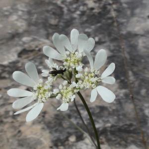 Photographie n°238615 du taxon Orlaya grandiflora (L.) Hoffm.