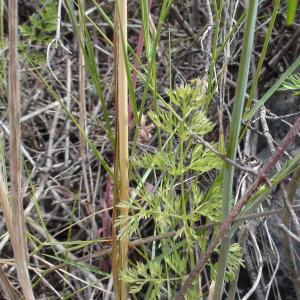 Photographie n°238616 du taxon Orlaya grandiflora (L.) Hoffm.