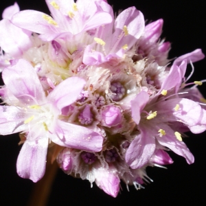 Photographie n°238623 du taxon Armeria arenaria (Pers.) Schult. [1820]