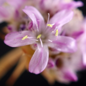 Photographie n°238625 du taxon Armeria arenaria (Pers.) Schult. [1820]