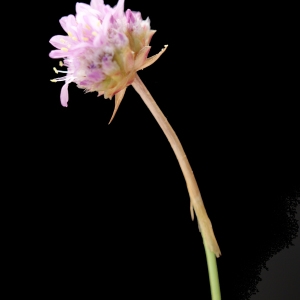 Photographie n°238633 du taxon Armeria arenaria (Pers.) Schult. [1820]