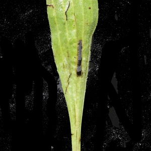Photographie n°238634 du taxon Armeria arenaria (Pers.) Schult. [1820]