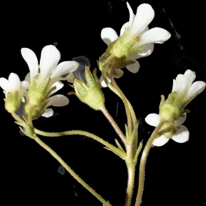 Photographie n°238638 du taxon Saxifraga granulata L. [1753]