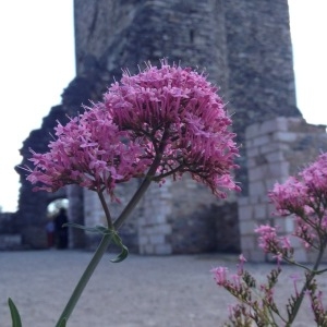 Photographie n°238657 du taxon Centranthus ruber (L.) DC.