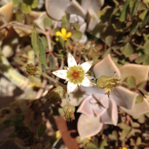 Graptopetalum paraguayense (N.E.Br.) E.Walther