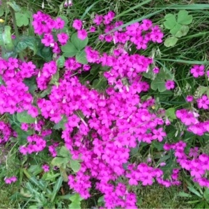 Photographie n°238703 du taxon Oxalis debilis Kunth [1822]