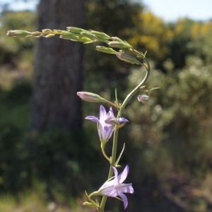 Photographie n°238712 du taxon Campanula rapunculus L. [1753]