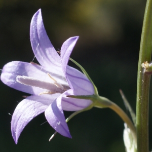 Photographie n°238715 du taxon Campanula rapunculus L. [1753]