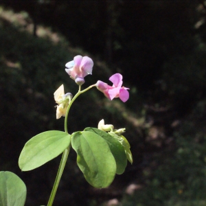 Photographie n°238729 du taxon Lathyrus venetus (Mill.) Wohlf. [1892]