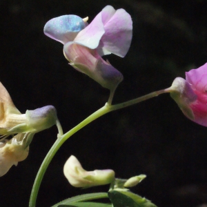 Photographie n°238730 du taxon Lathyrus venetus (Mill.) Wohlf. [1892]