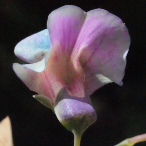 Lathyrus variegatus (Ten.) Gren. & Godr. (Gesse de Vénétie)