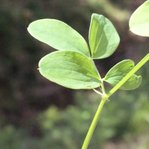 Photographie n°238735 du taxon Lathyrus venetus (Mill.) Wohlf. [1892]