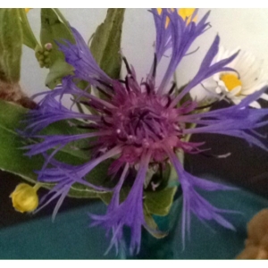 Centaurea gaudinii Boiss. & Reut. (Centaurée à bractées)