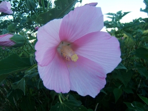 Paule LAMOUROUX, le 20 juillet 2005 (Messanges (Etang du Moïsan))