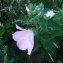  Paule LAMOUROUX - Hibiscus palustris L. [1753]