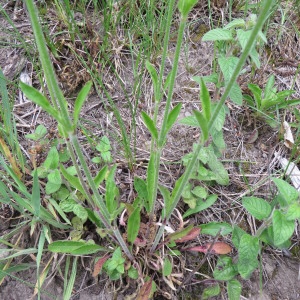 Photographie n°238875 du taxon Silene italica (L.) Pers. [1805]