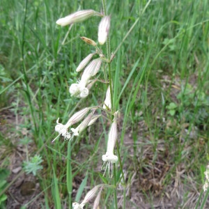 Photographie n°238878 du taxon Silene italica (L.) Pers. [1805]