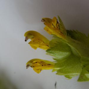 Photographie n°238931 du taxon Rhinanthus alectorolophus (Scop.) Pollich [1777]