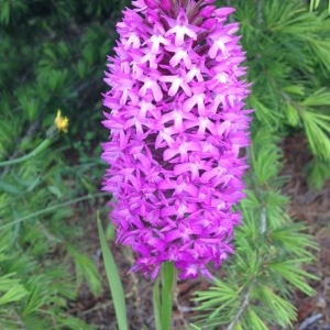 Photographie n°238940 du taxon Anacamptis pyramidalis (L.) Rich. [1817]