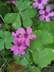 Anonyme, le 16 mai 2014 (Aubenas)