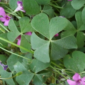  - Oxalis debilis Kunth [1822]