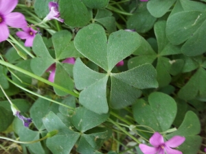 Anonyme, le 16 mai 2014 (Aubenas)