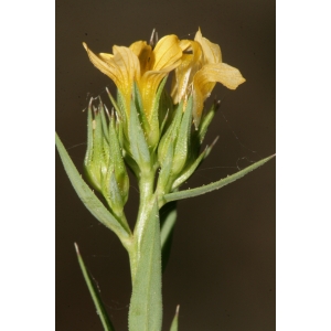 Linum strictum L. subsp. strictum (Lin droit)