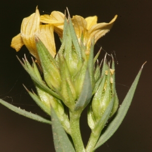 Photographie n°238947 du taxon Linum strictum subsp. strictum