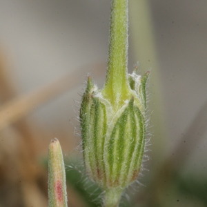 Photographie n°238971 du taxon Erodium foetidum (L.) L'Hér. [1802]