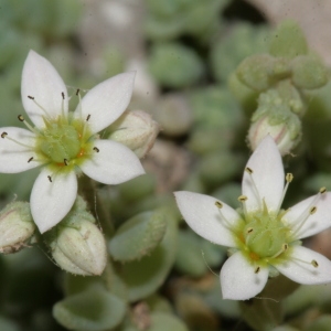 Photographie n°238975 du taxon Sedum dasyphyllum var. dasyphyllum