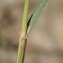  Errol Vela - Dactylis glomerata subsp. hispanica (Roth) Nyman [1882]