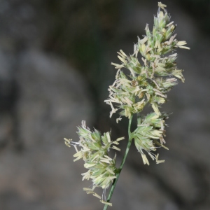 Dactylis glomerata subsp. hispanica (Roth) Nyman (Dactyle d'Espagne)