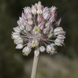 Allium polyanthum Schult. & Schult.f. (Ail à fleurs nombreuses)