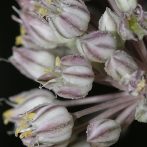 Photographie n°239016 du taxon Allium polyanthum Schult. & Schult.f. [1830]