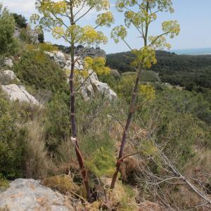 Photographie n°239018 du taxon Ferula communis subsp. catalaunica (Pau ex C.Vicioso) A.Sánchez-Cuxart & M.Bernal Cid [1998]