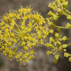 Ferula communis subsp. catalaunica (Pau ex C.Vicioso) A.Sánchez-Cuxart & M.Bernal Cid