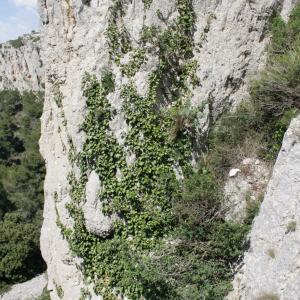 Photographie n°239085 du taxon Hedera helix f. helix