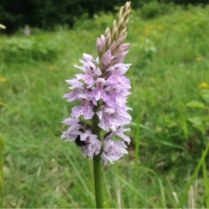 Photographie n°239136 du taxon Dactylorhiza fuchsii (Druce) Soó [1962]