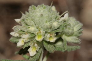 Errol Vela, le 31 mai 2014 (Gruissan (Les Inférêts (Gruissan)))