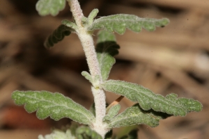 Errol Vela, le 31 mai 2014 (Gruissan (Les Inférêts (Gruissan)))