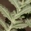  Errol Vela - Teucrium polium subsp. clapae S.Puech [1971]