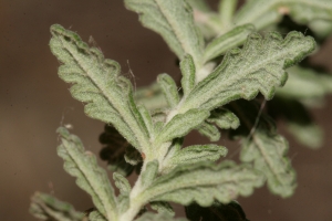 Errol Vela, le 31 mai 2014 (Gruissan (Les Inférêts (Gruissan)))