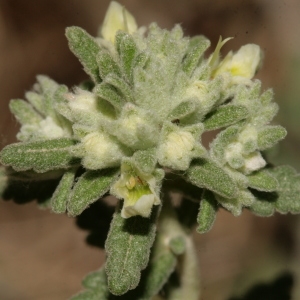 Teucrium polium subsp. clapae S.Puech (Germandrée de la Clape)