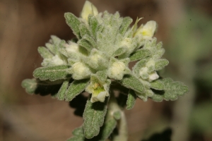 Errol Vela, le 31 mai 2014 (Gruissan (Les Inférêts (Gruissan)))