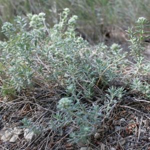  - Teucrium polium subsp. clapae S.Puech [1971]